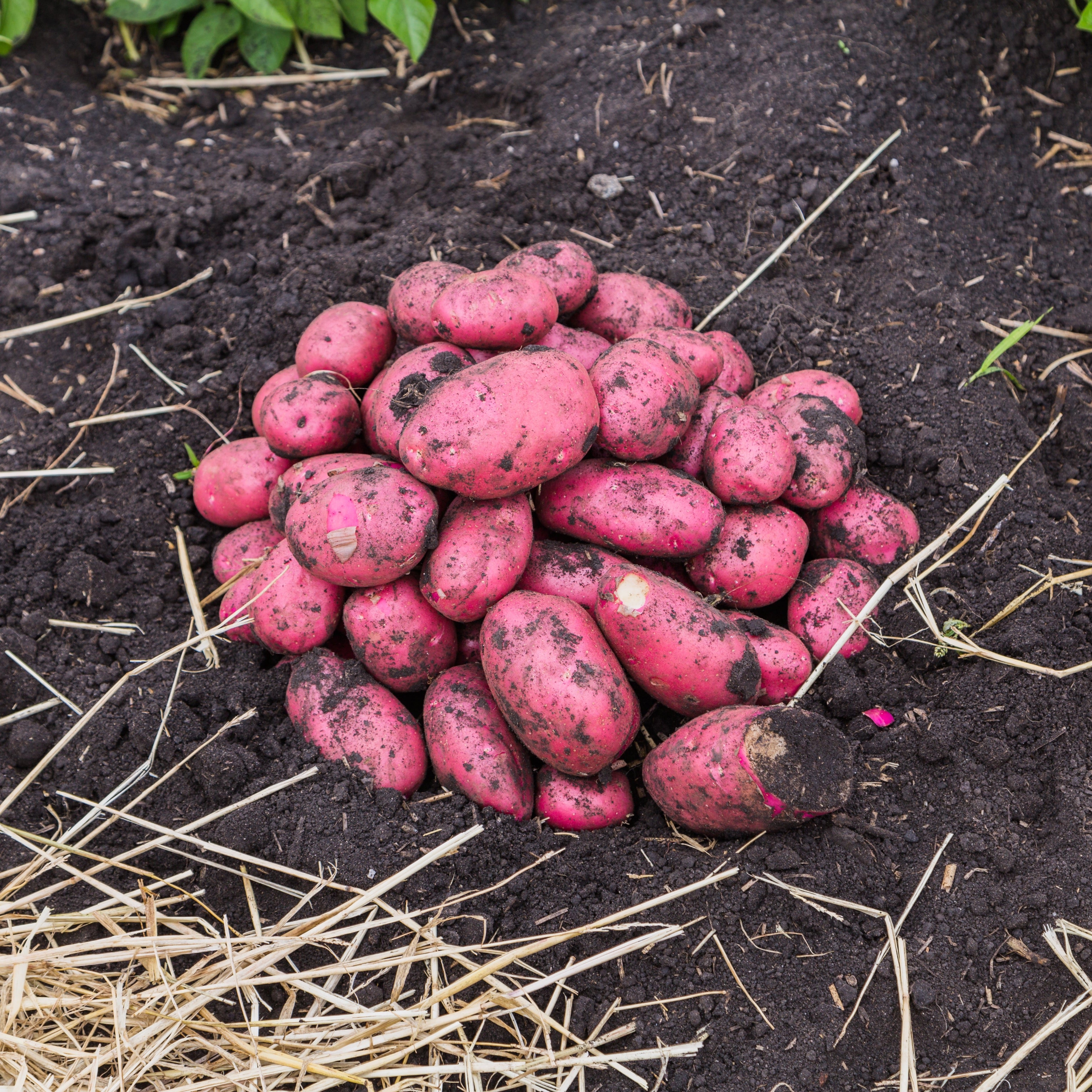 Kartoffeln neue Ernte - rotschalig