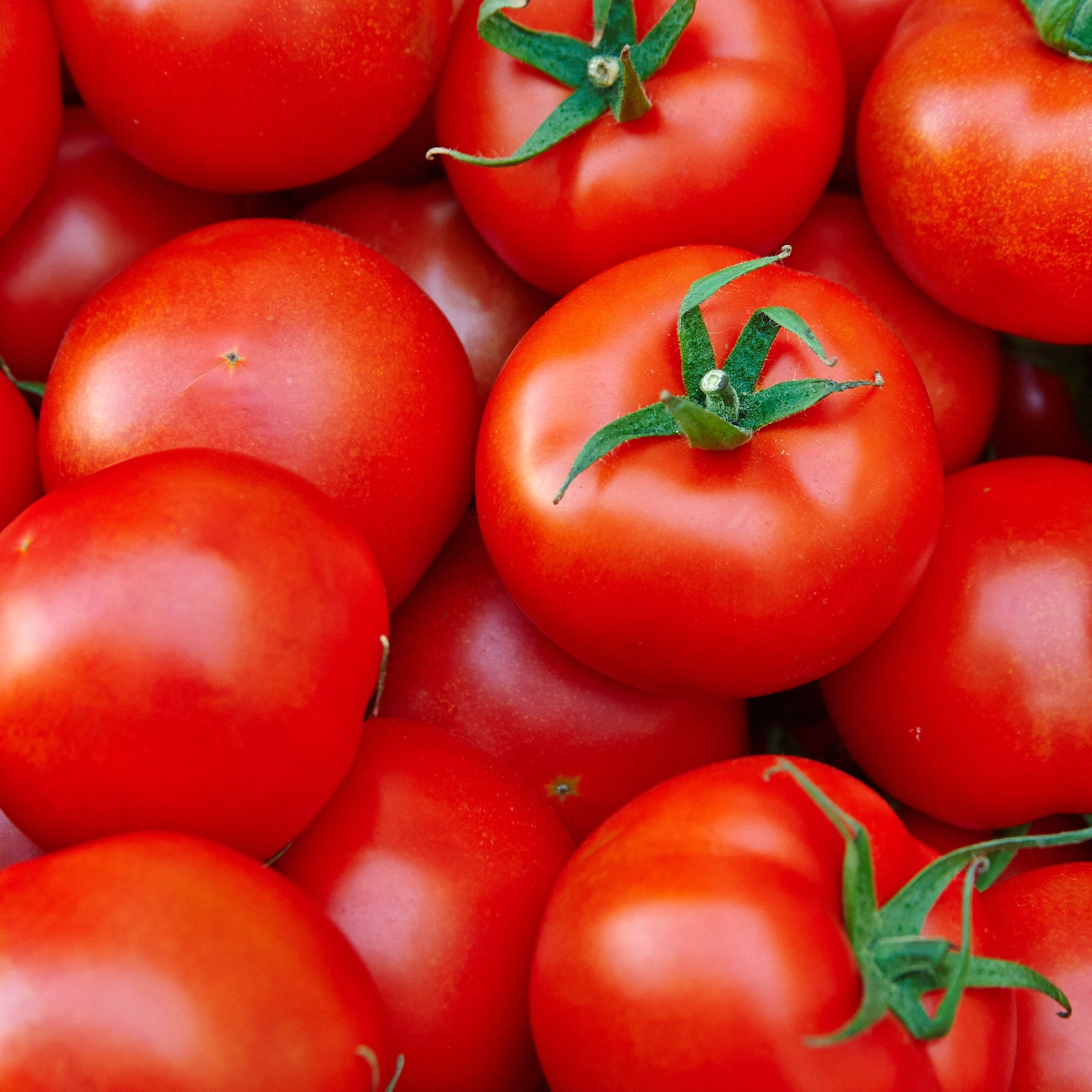 Tomaten zum Einmachen
